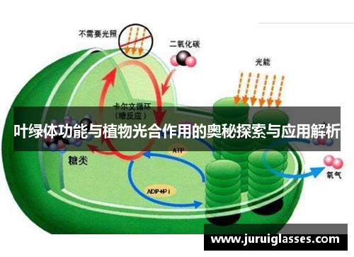 叶绿体功能与植物光合作用的奥秘探索与应用解析
